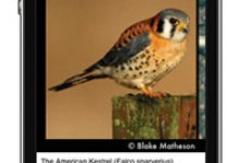 For the Birds