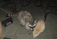 Young Albino Raccoon Caught on Camera