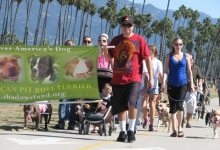Pit Bull Parade