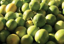 Growing Citrus