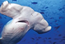 Underwater Photographer Richard Salas Brings New Book to Chaucer’s