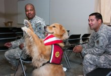 Dog Therapy Training