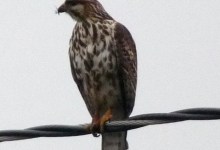 First Gray Hawk Sighting in California?
