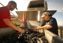 As Wine Harvest Ends, County Talks Ramp Up