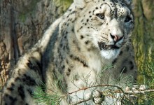 Snow Leopard Festival & Sledding to Go On