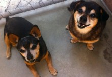 Adoptable Pet(s) of the Week