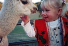 Alpacas at West Ranch’s Holiday Celebration
