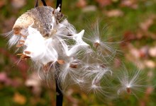 Seed Dispersal
