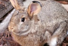 A Home for the Holidays