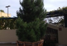 Hospice of Santa Barbara Light Up Carpinteria