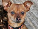 Adoptable Pet of the Week