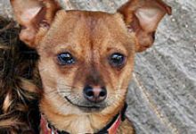 Adoptable Pet of the Week