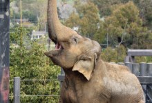 Santa Barbara Zoo is Open on Christmas Day for the First Time