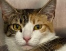 Adoptable Pet of the Week