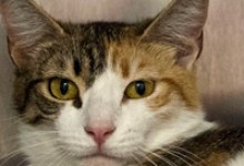 Adoptable Pet of the Week