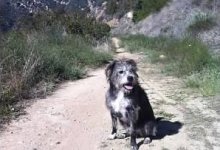 Dog Shot and Killed on Santa Cruz Trail