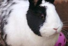 Adoptable Pet of the Week