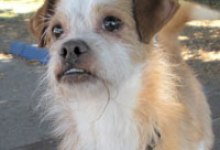 Adoptable Pet of the Week
