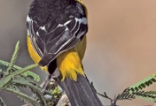 It’s Baby Bird Time