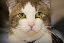 Adoptable Pet of the Week