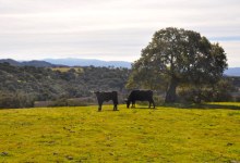 Splendor of the Grass
