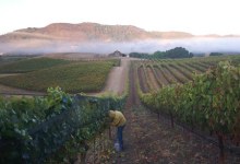 Wine 101: The Powers of Pruning