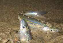 Refugio Cleanup Crews Work Around Grunion Run