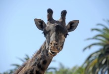 Giraffe Births: A Tall Order