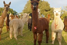 The Hum of the (Not So) Wild