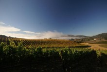 Wine 101: The Buds Are Breaking