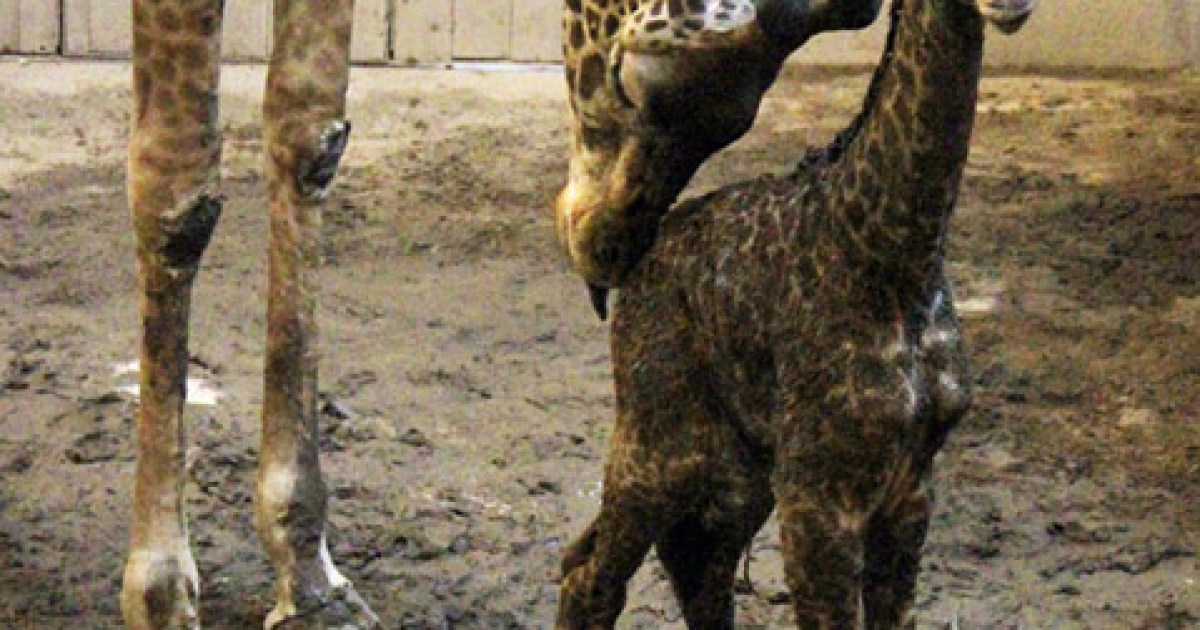 Santa Barbara Zoo Giraffe Gives Birth The Santa Barbara Independent(02)