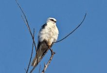 Roosting Birds Delay Hearing on Gaviota Building Project