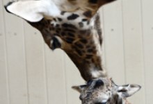 Santa Barbara Zoo Welcomes Second Baby Giraffe