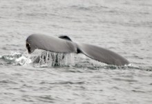 Can 007 Save the Whales?