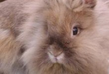 National Dog Bite Prevention Week