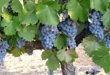 Cultivating Condor’s Hope Wine