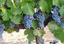 Cultivating Condor’s Hope Wine