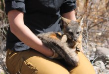 Channel Island Foxes Back in Action