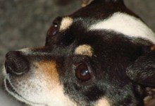 Animals on The Other Side