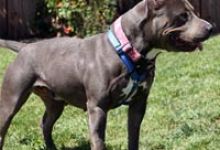 Adoptable Pet of the Week