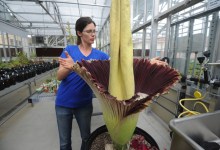 UCSB Corpse Flower Blooms Big, Smells Bad