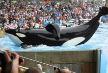 Review: Blackfish