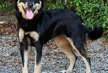 Adoptable Pet of the Week