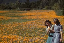 The Garden Announces Two-Year Restoration Project Underway to Bring Iconic Meadow Back to Its Historic Roots
