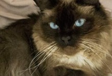 Adoptable Pet of the Week