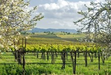Benchmark American Vineyard-Designates,  Bien Nacido Vineyards and French Camp Vineyards   Celebrate 40th Anniversaries