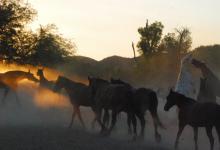 Dudes Flock to Guest Ranches