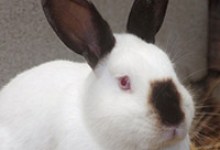 Adoptable Pet of the Week