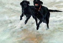 Helping People and Animals