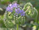 Fiddleheads